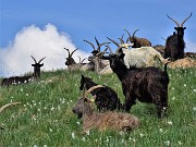 53 Anche le capre orobiche baciate dal sole tra i narcisi